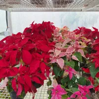 گلهای آپارتمانی مناسب سخت پسندان|گل و گیاه طبیعی|مشکین‌دشت, |دیوار