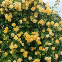 خدمات باغبانی|خدمات باغبانی و درختکاری|فردیس, فردیس|دیوار