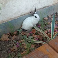 خرگوش نر