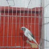 قناری طوسی سفید نر