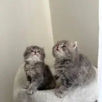 اسکاتیش بریتیش|گربه|تهران, شهرک آزمایش|دیوار