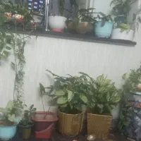 گل وگیاه خونگی