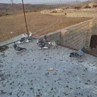 دوبر کبوتر مسافتی