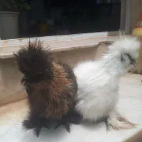 جفت ابریشمی حراج فوری