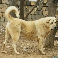 واگذاری سگ پژدر