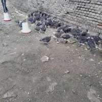 جوجه بوقلمون برنز 70 روزه