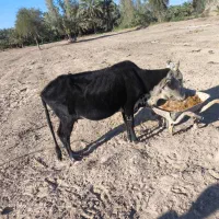 فروش گاو ماده