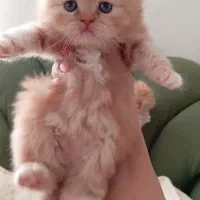 پرشین|گربه|مشهد, سعد آباد|دیوار