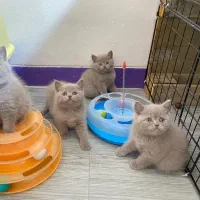 بچه گربه های بریتیش اصیل رنگ لیلاک
