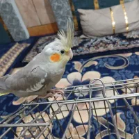 عروس هلندی