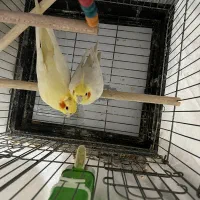 جفت مولد عروس هلندی لوتینو|پرنده|شفت, |دیوار