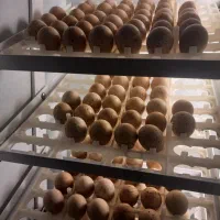 اجاره دستگاه جوجه کشی