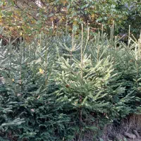 انواع کاج|گل و گیاه طبیعی|کلاردشت, |دیوار