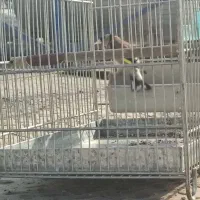 سهره|پرنده|قیامدشت - خاورشهر, |دیوار