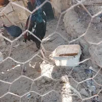 خروس|حیوانات مزرعه|هامون, |دیوار