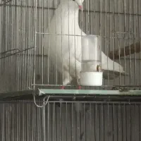 کفتر سفید کاکلی