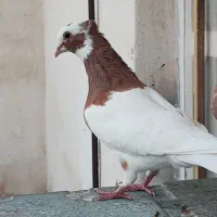 طوقی|پرنده|شیبکوه (فارس), |دیوار