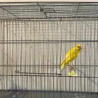 قناری سوپری ماده قوار دار کشیده