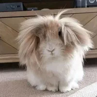 پانسیون نگهداری فروش لوپ مینیاتور جیبی خرگوش|موش و خرگوش|اصفهان, بهاران|دیوار