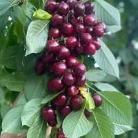 فروش گیلاس سر باغ