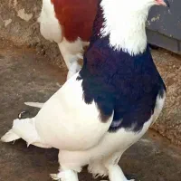 کبوتر طوقی کله سینه