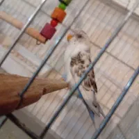 یک جفت مرغ عشق|پرنده|اهر, |دیوار