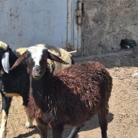 بره|حیوانات مزرعه|قره چای, |دیوار
