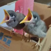 جوجه مینا درشت و هیکلی