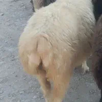 میش وگلون سرحال معاوضه با بره
