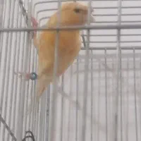 جفت قناری|پرنده|سیرجان, |دیوار