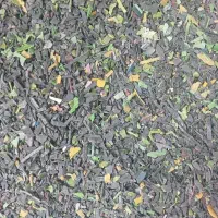 سبد میوه خرد شده