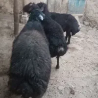 سه راس  گوسفند نرجوان خوش رنگ|حیوانات مزرعه|موچش, |دیوار