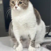 واگذاری گربه رایگان|گربه|شیراز, حافظیه|دیوار