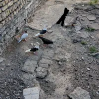 کبوتر