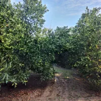 سر درختی پرتغال|خوردنی و آشامیدنی|بندر گز, |دیوار