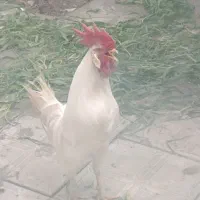 خروس آواز خوان