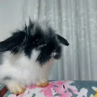 خرگوش ۳۰روزه لوپ اصیل