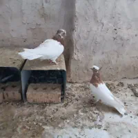 جفت طوقی طوق زرد