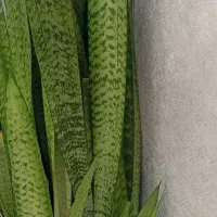 گل سانسوریای بزرگ باگلدون سرامیکی فقط 1750|گل و گیاه طبیعی|تربت‌حیدریه, شهرک ولیعصر|دیوار