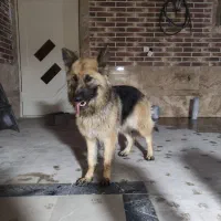 سگ ژرمن  4ملیون تومان بسیار باهوش