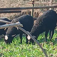 بره رومانف نژاد چند قلو زایی