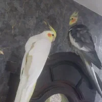 نر و ماده سینامون لوتینو