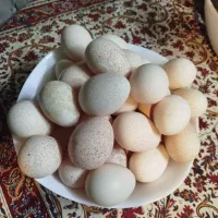 تخم بوقلمون نطفه دار