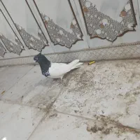 کله اهوازی 40 سانتی عتیقه|پرنده|اهواز, فتح|دیوار