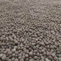 گردو ۱۴۰۴ کاغذی