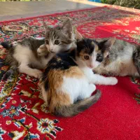 واگذاری دوتا بچه گربه یکی نر یکی ماده