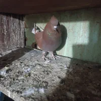 سرخ پرروک و سروکله دار|پرنده|گرگان, |دیوار