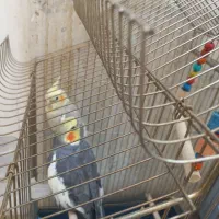 عروس هلندی جفت ب شرط