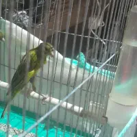 قناری سبز یکسر ،نر|پرنده|شیراز, ریشمک|دیوار