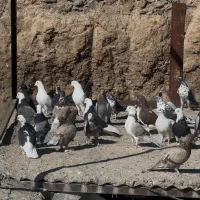 کفتر دونسته و پرشی کفتر تیرماه|پرنده|تهران, آهنگ|دیوار